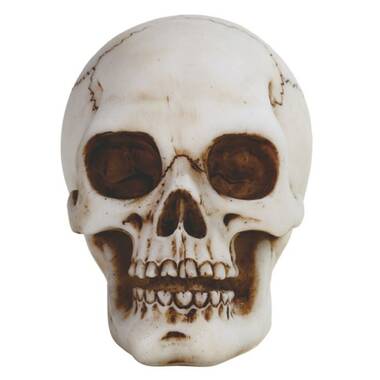 The Holiday Aisle® Skeleton Hand Holding Skull Snow Globe | Wayfair